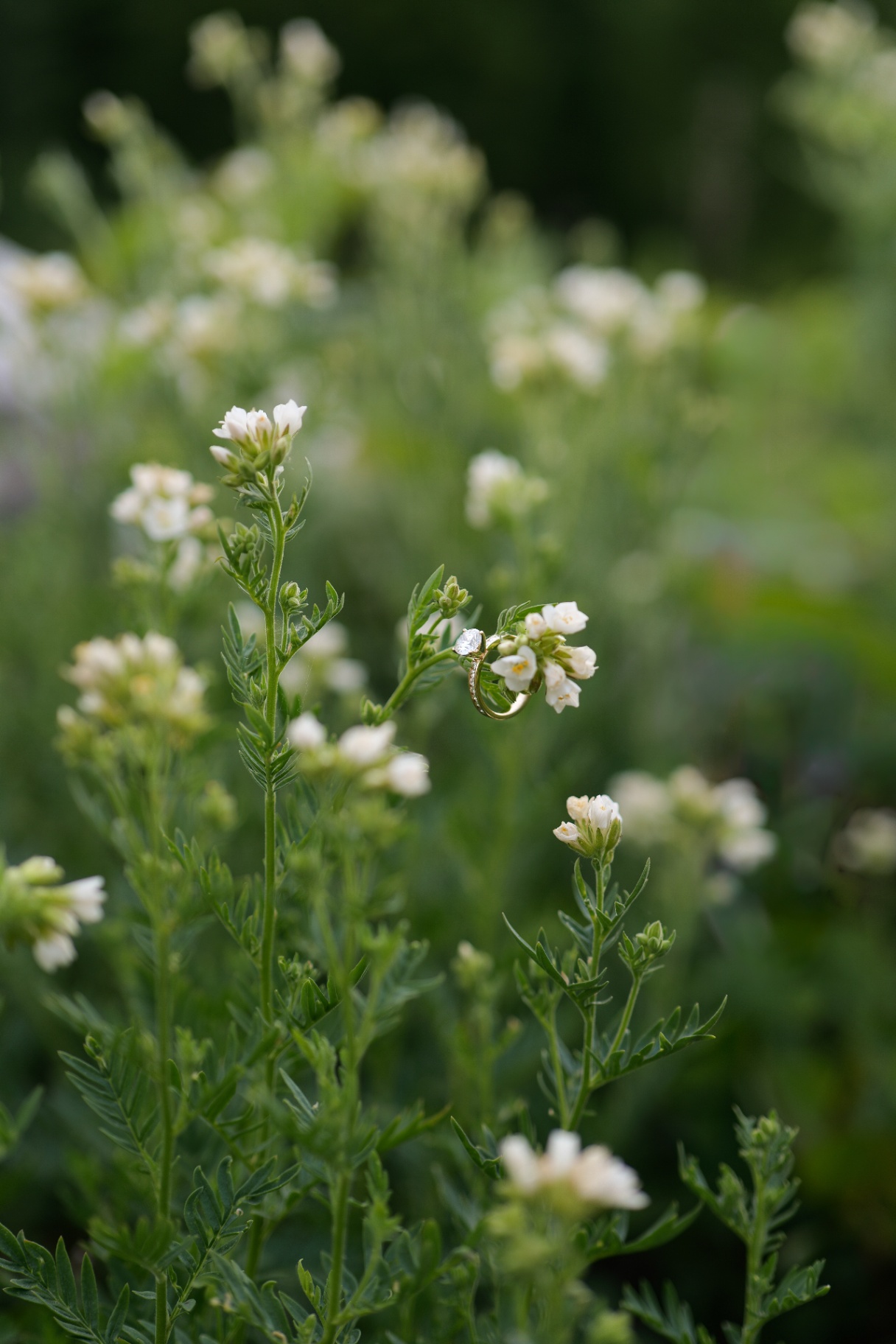 Engagement ring nestled among white wildflowers